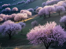 數(shù)九待春歸，亞歐果仁香